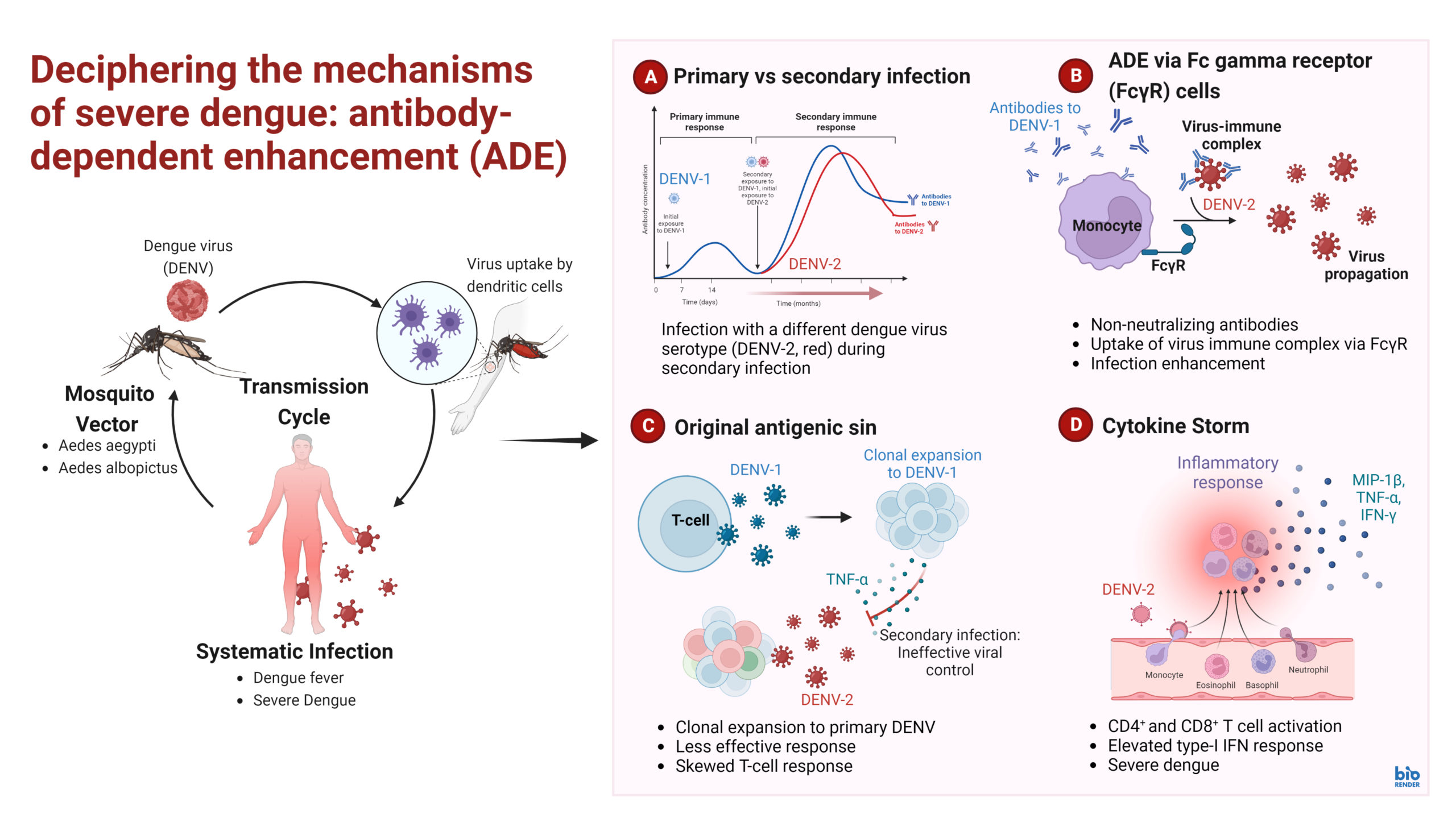deciphering the mechanisms of serve dengue: antibody-dependant enhancement (ADE)