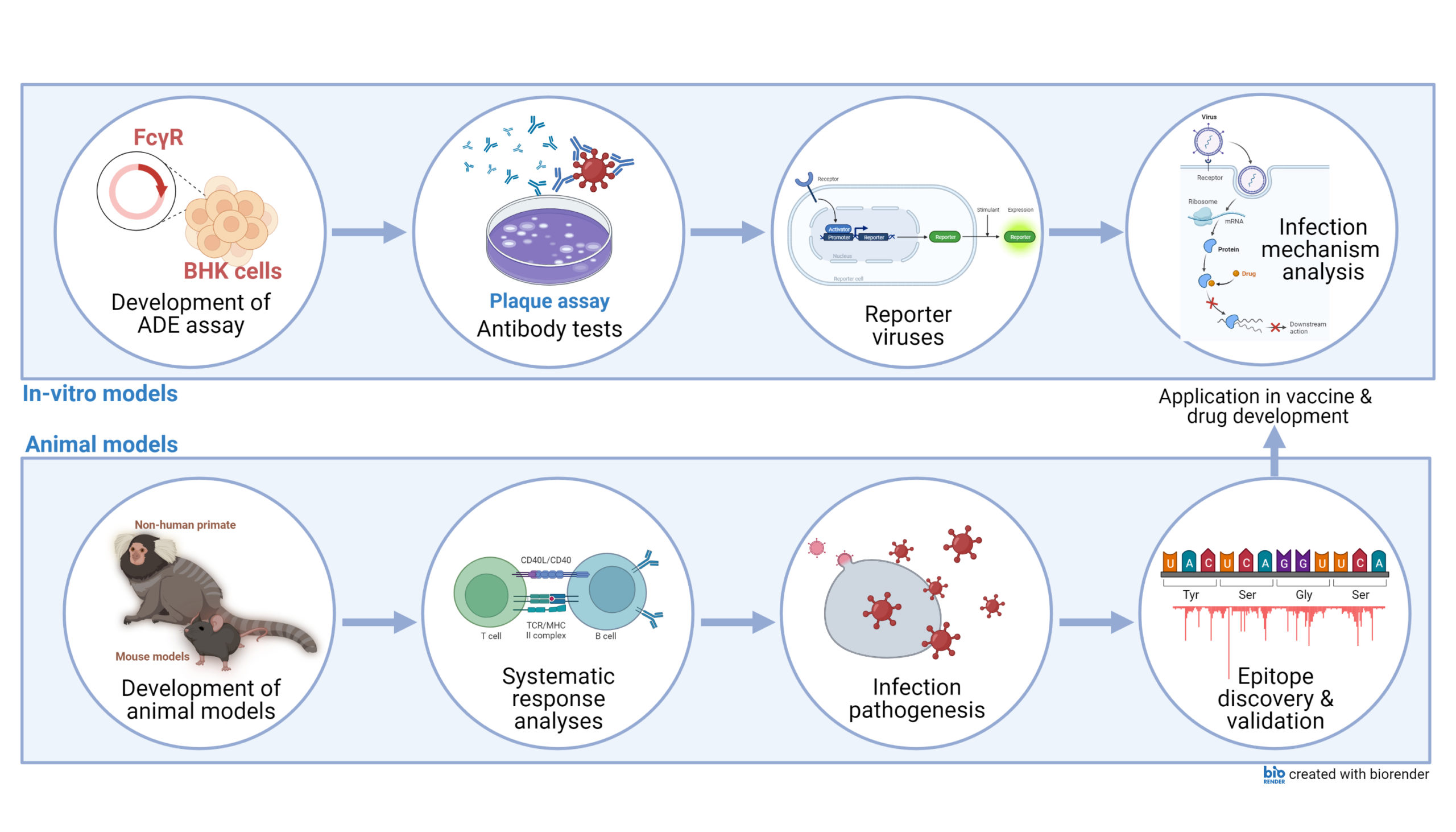 in-vitro and animal models